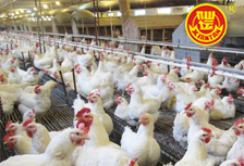 仙壇股份一季報點評：禽業(yè)鏈反轉(zhuǎn)成就高業(yè)績